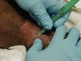 treatment process of debridement